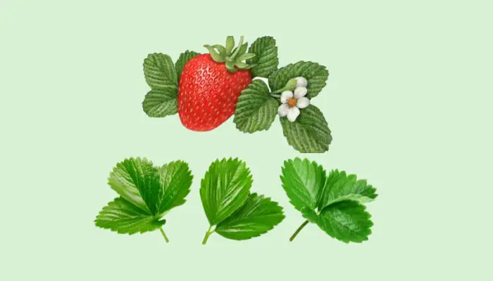 can you eat strawberry leaves