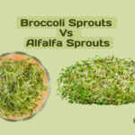 broccoli sprouts vs alfalfa sprouts